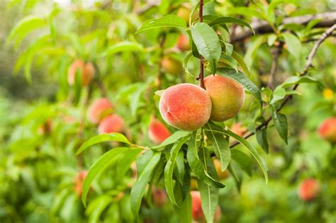 Perzikboom Kopen Alle Perzikbomen Prunus Persica Benedicte Online