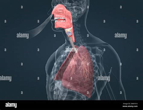 voice organs  res stock photography  images alamy