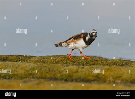 Ruddy Turnstone Arenaria Interpres Scavenging For Food On A Beach