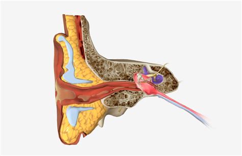 Outer Ear Infection - Home