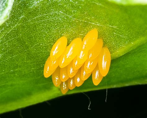 Coccinella Septempunctata Eggs Eerika Schulz Flickr