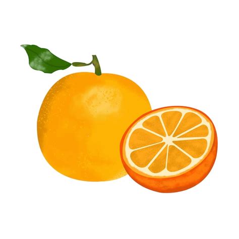 Acuarela De Fruta Naranja Dibujada A Mano Vector Premium