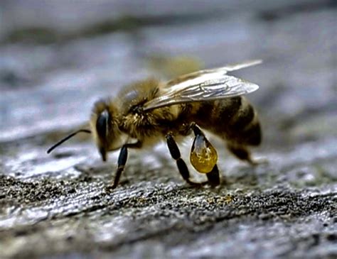 Propolis Das Harz Das Bienen Sammeln Bienen Didix