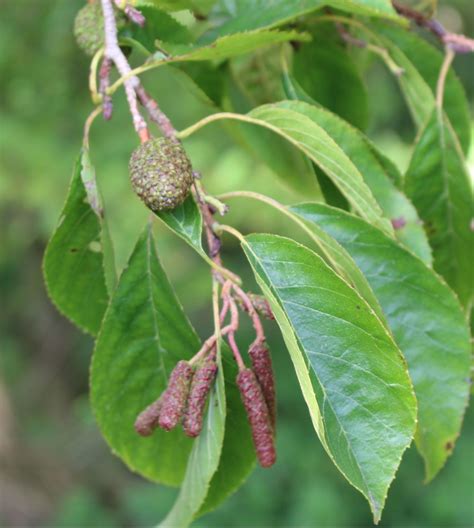 Alnus japonica - Trees and Shrubs Online