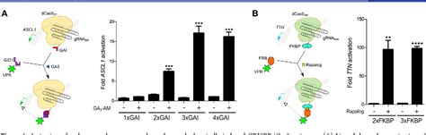 Figure 1 From Orthogonal Genetic Regulation In Human Cells Using