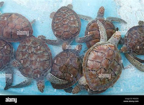 Centre Des Tortues Banque De Photographies Et Dimages Haute