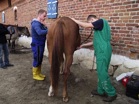 Zajęcia z Diagnostyki weterynaryjnej II rok technik weterynarii