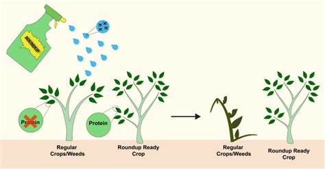 Why Roundup Ready Crops Have Lost Their Allure Science In The News