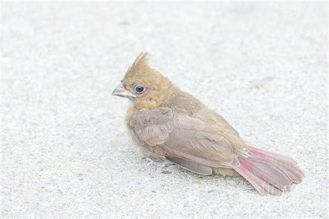 Juvenile Northern Cardinal Photograph By Bentley Davis