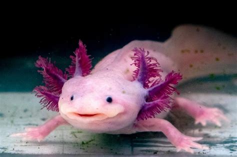 Leucistic Axolotl Facts Compare Discounts | www.pinnaxis.com