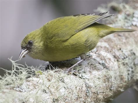 Hawaii Creeper Loxops Mana Birds Of The World