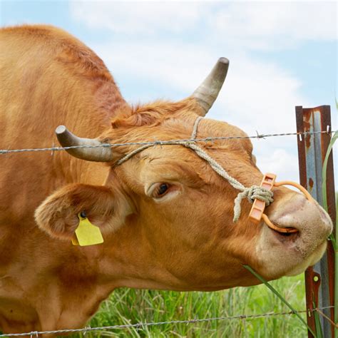 9 Brown Cow Breeds - Farmhouse Guide