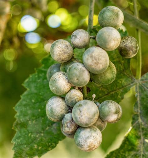 Powdery Mildew Vines At Miguelina Cotten Blog