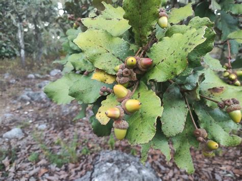 Encino Quiebra Hacha Plantas Del Municipio De Coixtlahuaca INaturalist