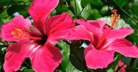 Propiedades De La Flor De Hibisco Beneficios Para La Salud Y C Mo