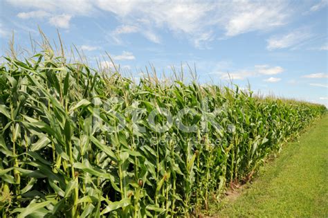 Iowa Corn Field Stock Photo | Royalty-Free | FreeImages