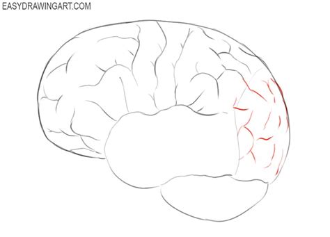 How to Draw a Brain - Easy Drawing Art