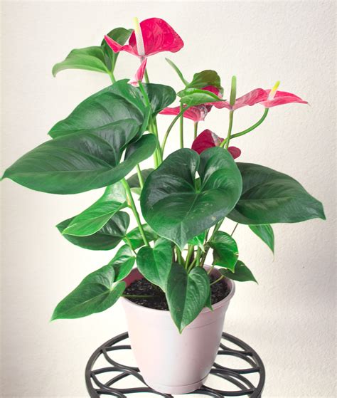 Terbaru 33 Indoor Plant Anthurium Care