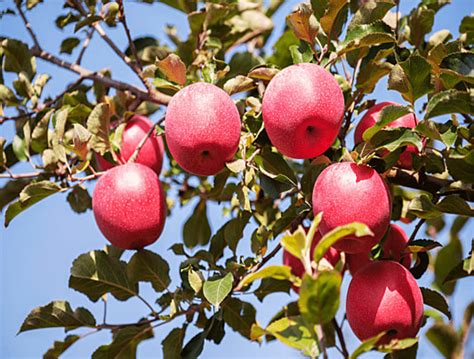 Macieira Frutuosa PNG Clipart De árvore Apple Tree Árvore Frutífera