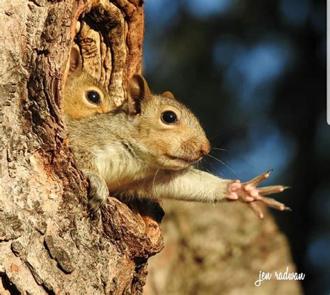 Adorable Baby Eastern Grey Squirrels Exploring the World