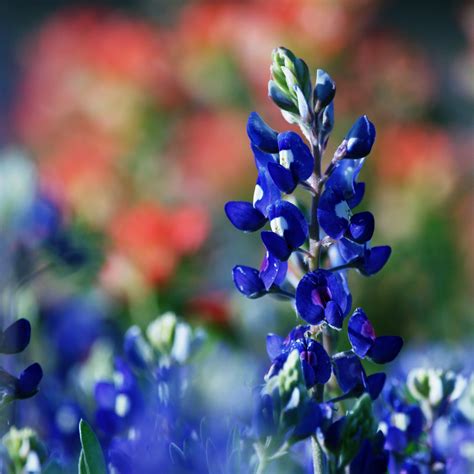 Texas Bluebonnets and Indian Paintbrushes
