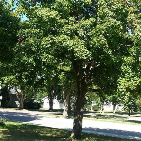 Norway Maple Schumacher S Nursery Berry Farm