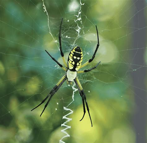 Identifying The Banana Spider And Banana Spider Facts Banana Spider