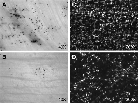 Myeloperoxidase (MPO: A, B) and ED1 (C, D) staining of muscularis whole ...