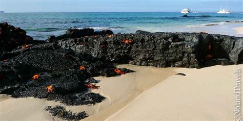 Baltra Island Galápagos Ecuador Things To Do Animals Planetandes