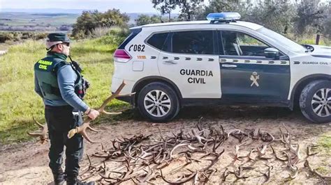 La Guardia Civil Detiene A Dos Personas Por Robar Cuernas De Ciervo En