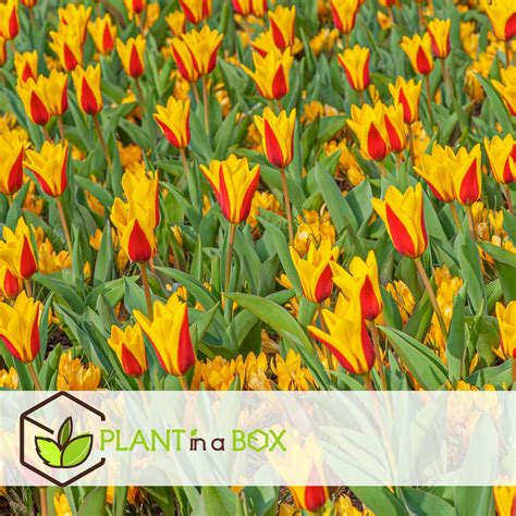 Plant In A Box Tulipa Stresa Bloembollen X Tulp Geel Rood