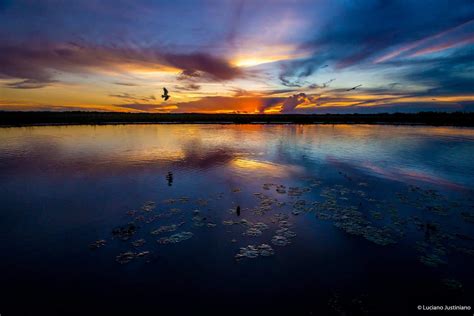 Melhor Poca Para Ir Ao Pantanal Veja Quando Vale Mais A Pena Ir