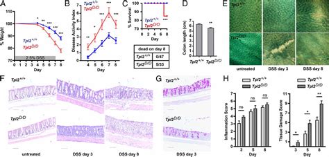 Intestinal Myofibroblast Specific Tpl2 Cox 2 Pge2 Pathway Links Innate