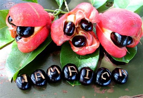 The Management Message Of Ackee Fruit Of Jamaica