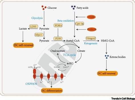 Metabolic Regulation Of Intestinal Stem Cell Homeostasis Trends In