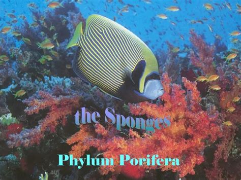 Ppt Phylum Porifera Powerpoint Presentation Free Download Id2014682