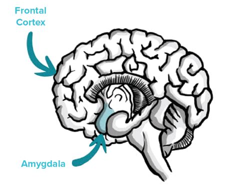 The Neuroscience Of Anger Mental Health Academy