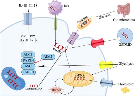 Potential Mechanisms For The Involvement Of AIM2 Inflammasome In KOA