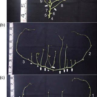 Cowpea plant structure. Photograph of a TVu2723 plant at pod harvest. A ...