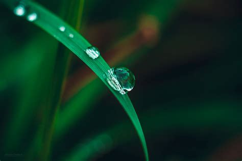 Macro Water Nature Grass Water Drops Hd Wallpaper