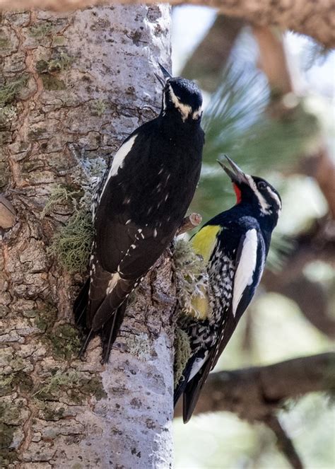 Williamsons Sapsucker