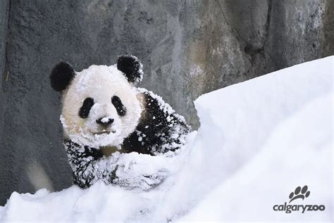 Calgary Zoo releases pictures of pandas playing in snow | EverythingGP