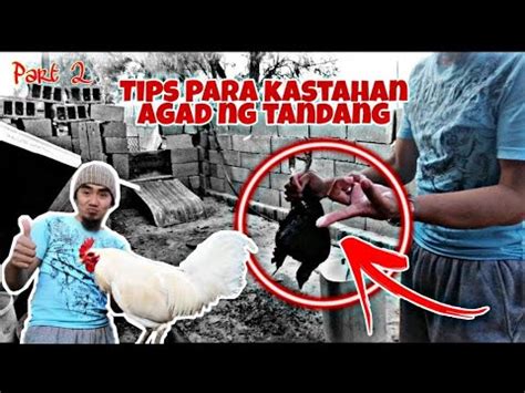 Tips Para Kastahan Agad Ng Tandang Ang Inahin 101 Effective