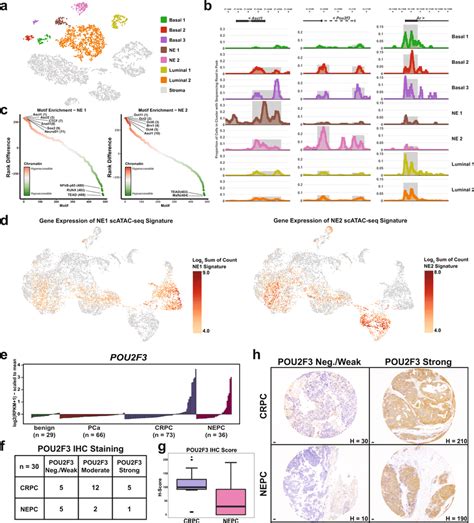 Distinct Chromatin Accessibility Patterns Exist In Neuroendocrine