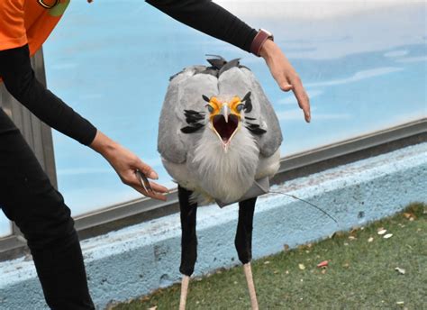 けだま On Twitter 口からなんか出そう 東武動物公園 ヘビクイワシ Aoitrj0wge