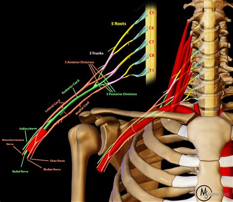 Brachial Plexus Lesions