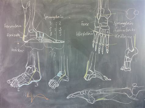 Anatomie Grav