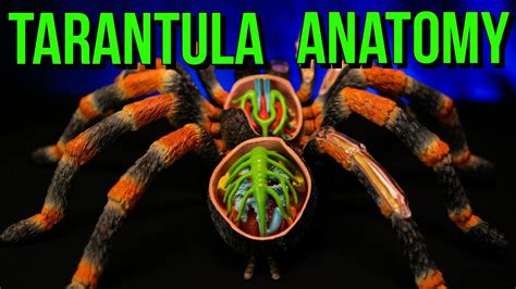 Tarantula Anatomy