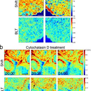 Disruption Of Extracellular Matrix And Actin Cytoskeleton Impacts