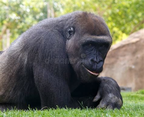 Gorilla Smiling